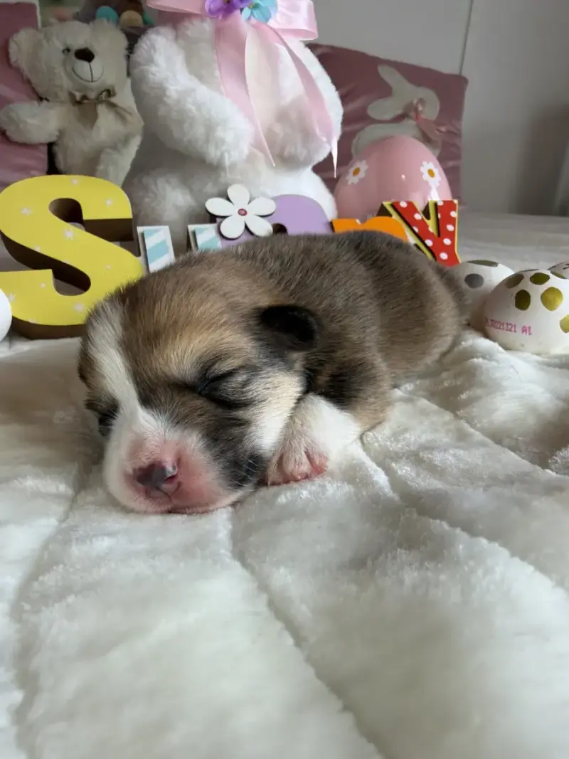 Welsh Corgi Pembroke