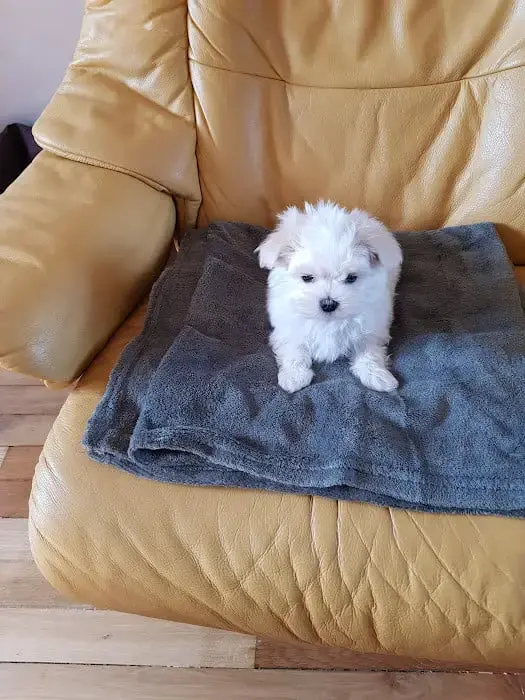 Bichon Maltais  Basil Du Domaine Des Landes