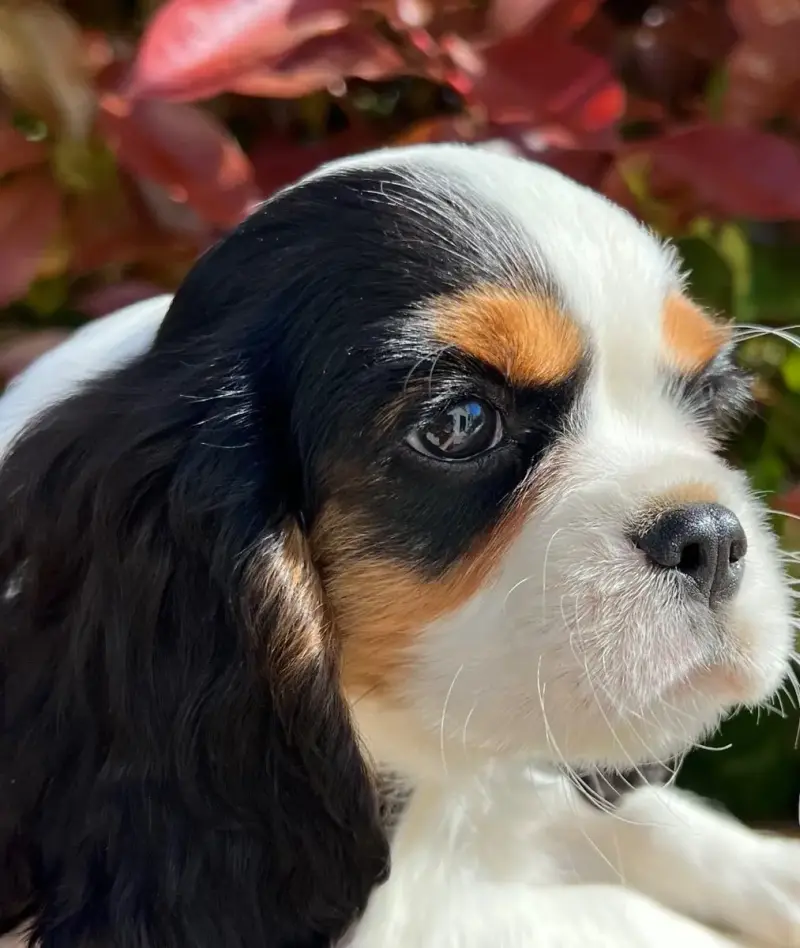Cavalier King Charles Spaniel  Butterfly Des Lys Des  d151f