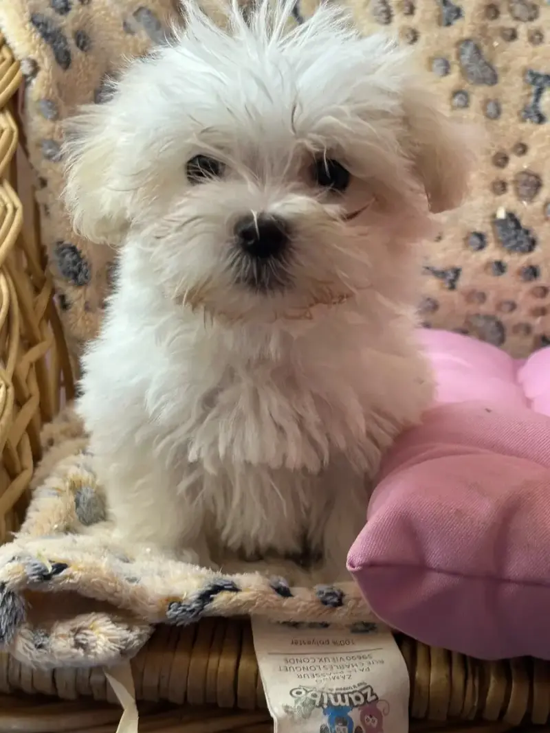 Coton De Tulear  Baya Du Hameau De Roxane