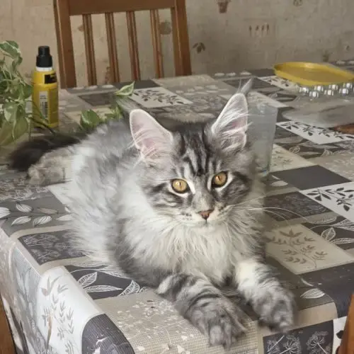 Adorable Chaton Maine Coon