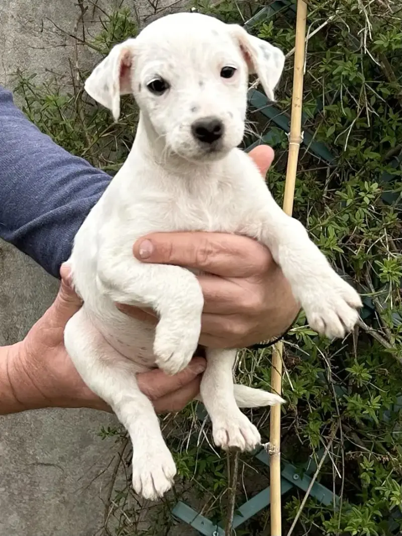 Parson Russell Terrier  Blueway Van Beck Des Folie'S  babc8
