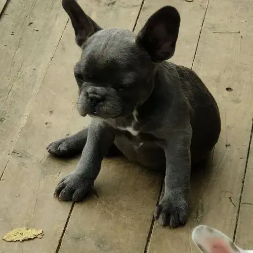 Chiots Bouledogue Francais