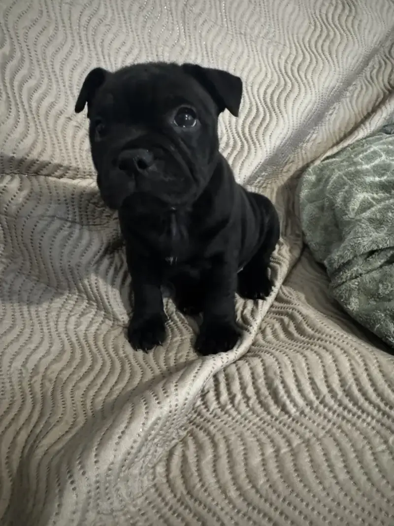 Staffordshire Bull Terrier  Bean Black Diamond