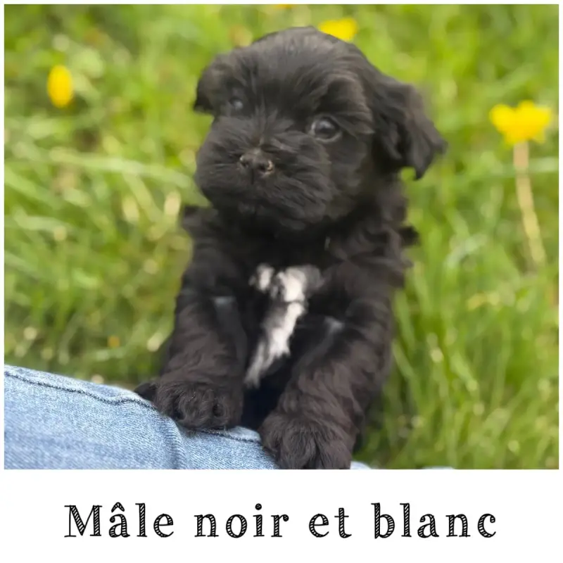 Bichon Havanais