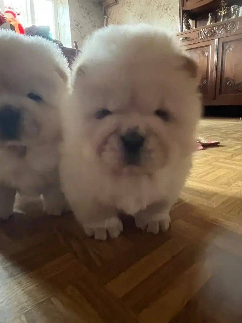 Chow Chow  Chiot Blanc Du Hameau De Chaya
