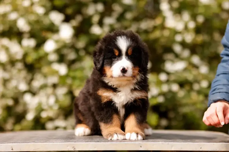 Bouvier Bernois  Chiot 4 De La Vallée De L'Hyrome