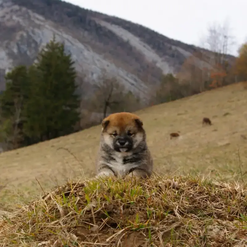 Shiba  Barbara Des Seigneurs De Montbel
