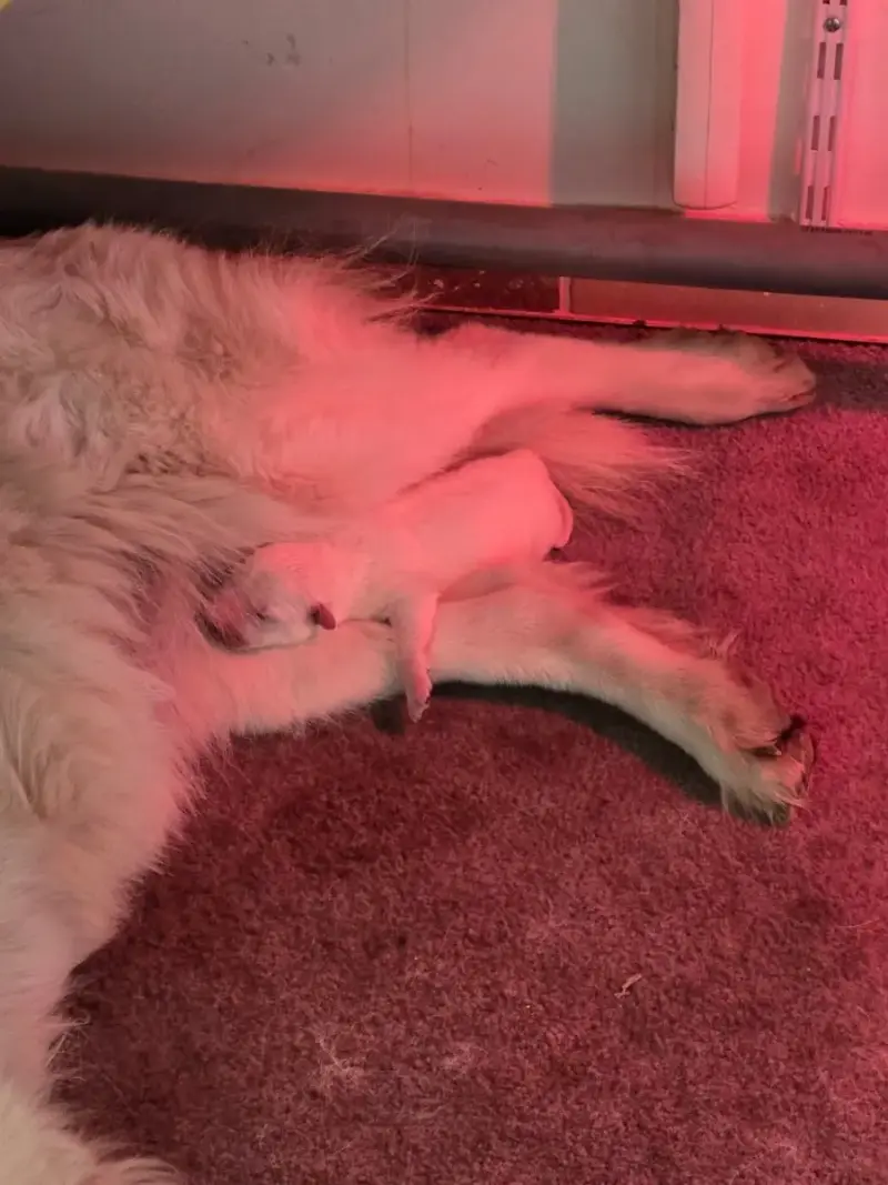 Berger Blanc Suisse  Beautiful Bentley Du Royaume De  9c3fb