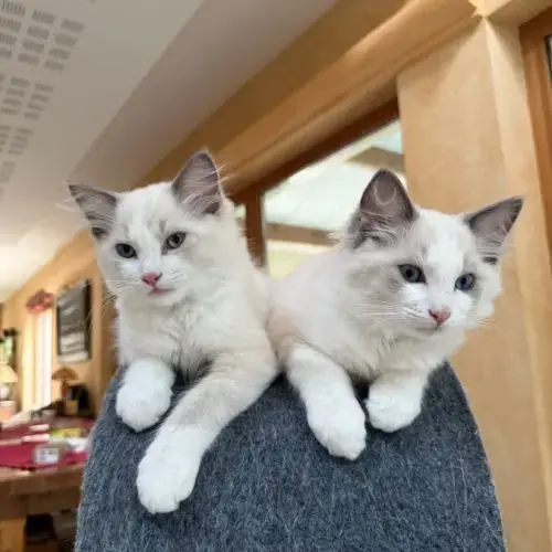 Chaton Ragdoll Loof Blue Bicolore