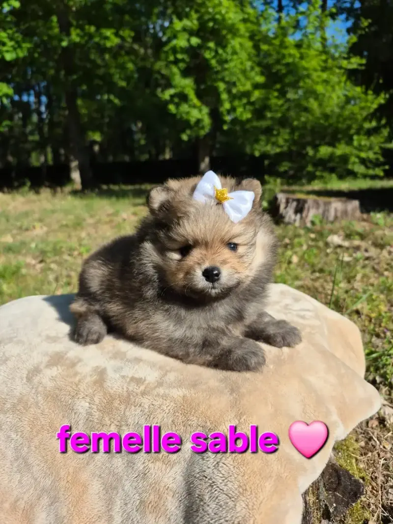 Spitz Allemand  Chiot 3