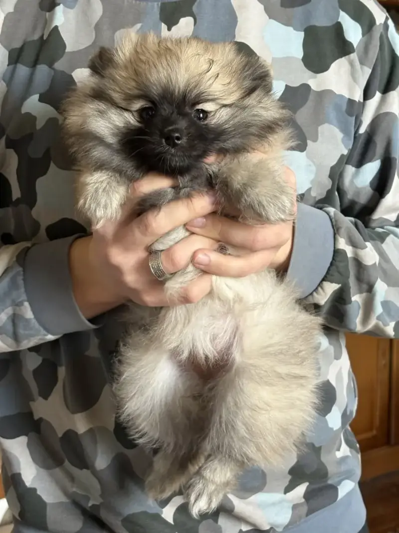Spitz Allemand  Belzébuth Vom Lumaland