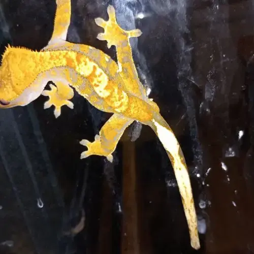 Jeune Gecko À Crête