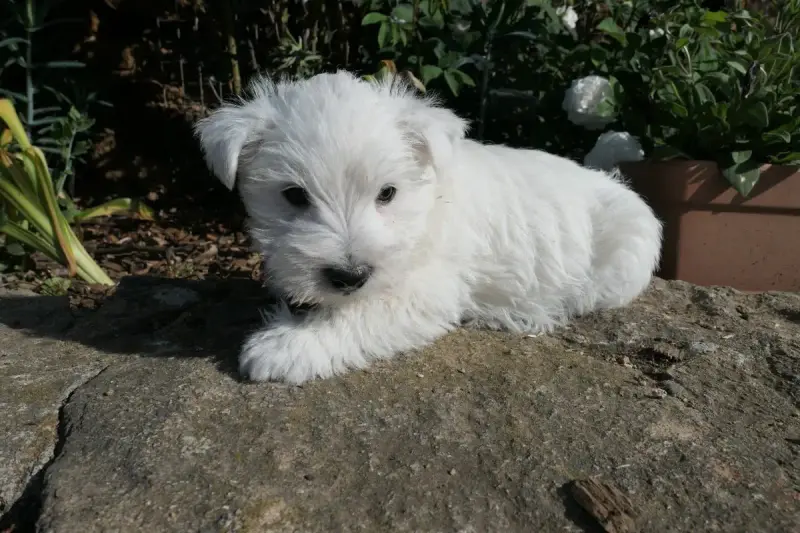 West Highland White Terrier  Chiot N°3 De La Paix Ret 4ddf6