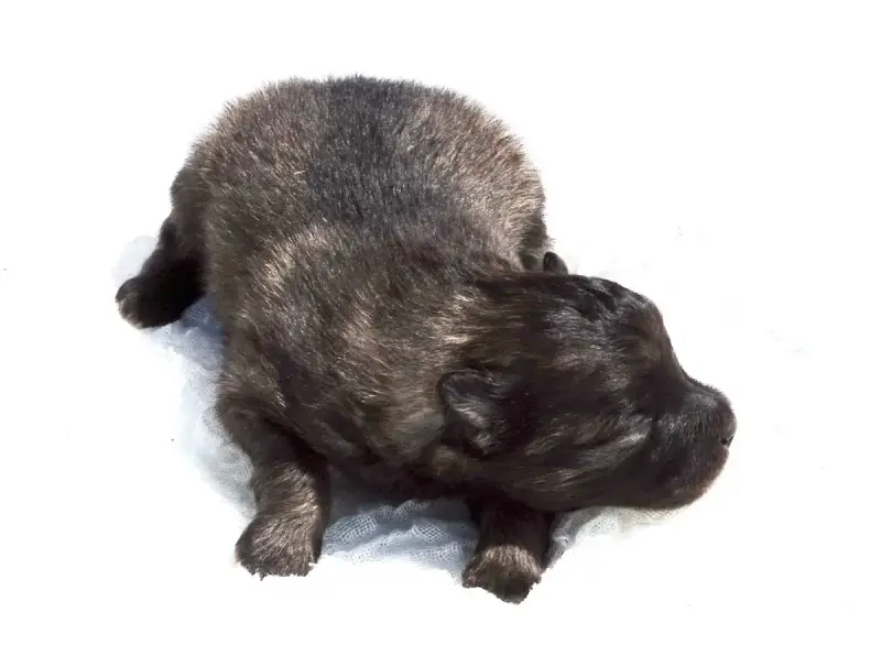 Spitz Allemand  Chiot