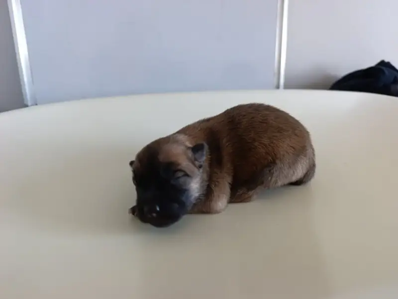 Eurasier  Chiot 2 Des Loups Ariegeois