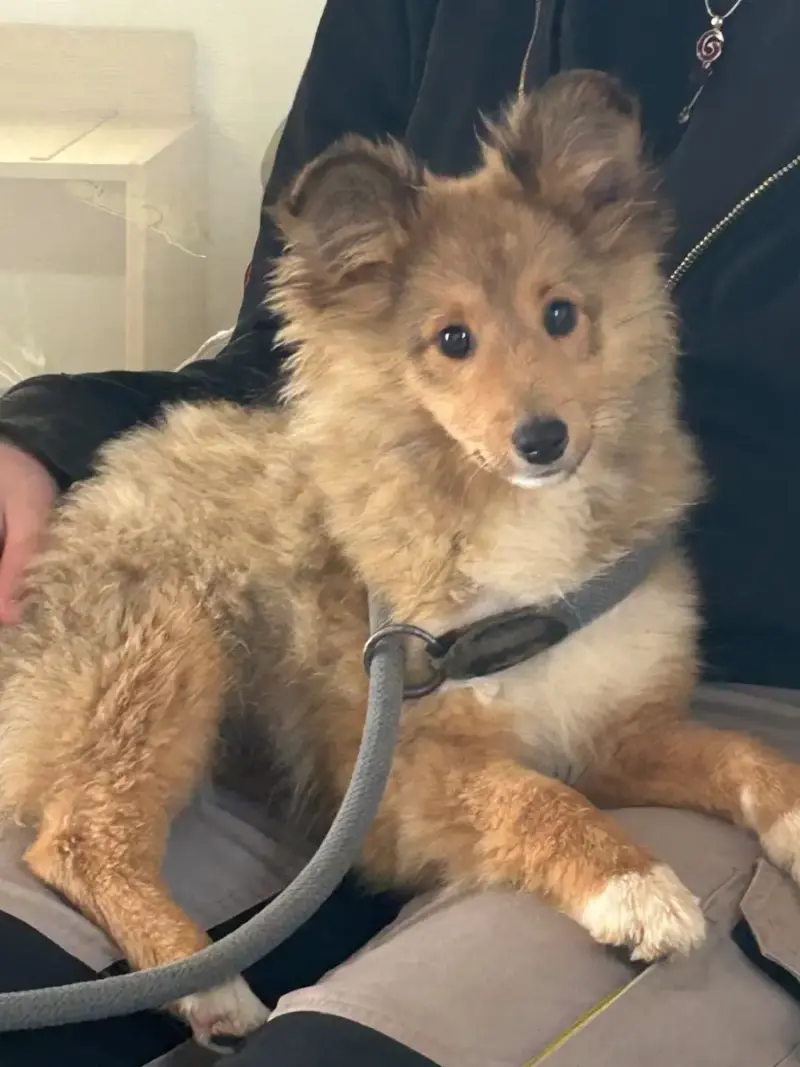 Shetland Sheepdog  Arome Du Domaine Du Chigny