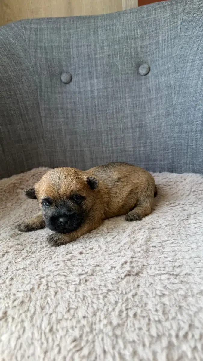 Cairn Terrier  Chiot 4 Du Banc Des Hermelles