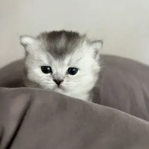 Chaton