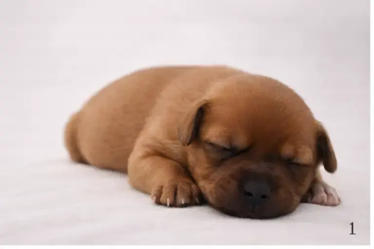 Staffordshire Bull Terrier  Chiot Fauve Du Royaume De 31699