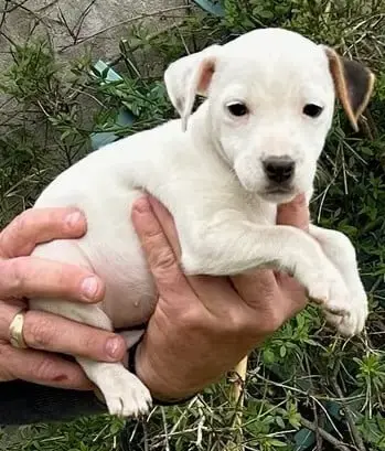 Parson Russell Terrier  Brittway Van Beck Des Folie'S 2eb4e
