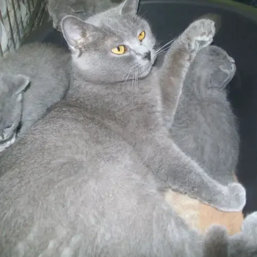 A Réserver Adorables Chatons Chartreux Loof