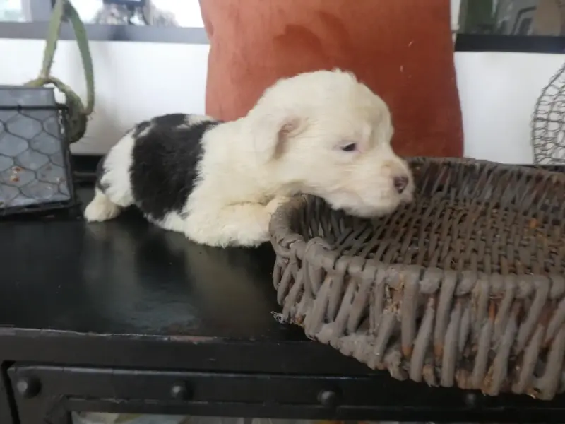 Bobtail  Chiot N°1 Of Mary People