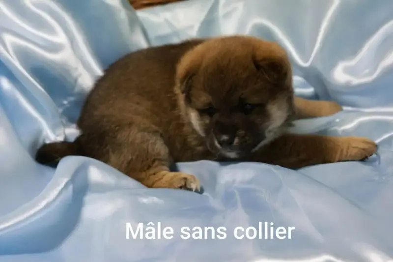 Shiba