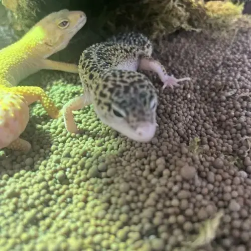 2 Gecko Léopard