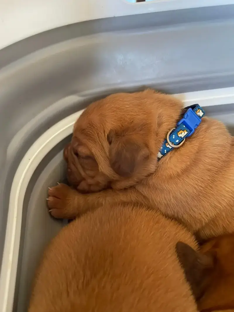 Dogue De Bordeaux  Bleu Des Sources Precieuses