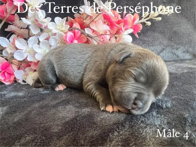 Staffordshire Bull Terrier