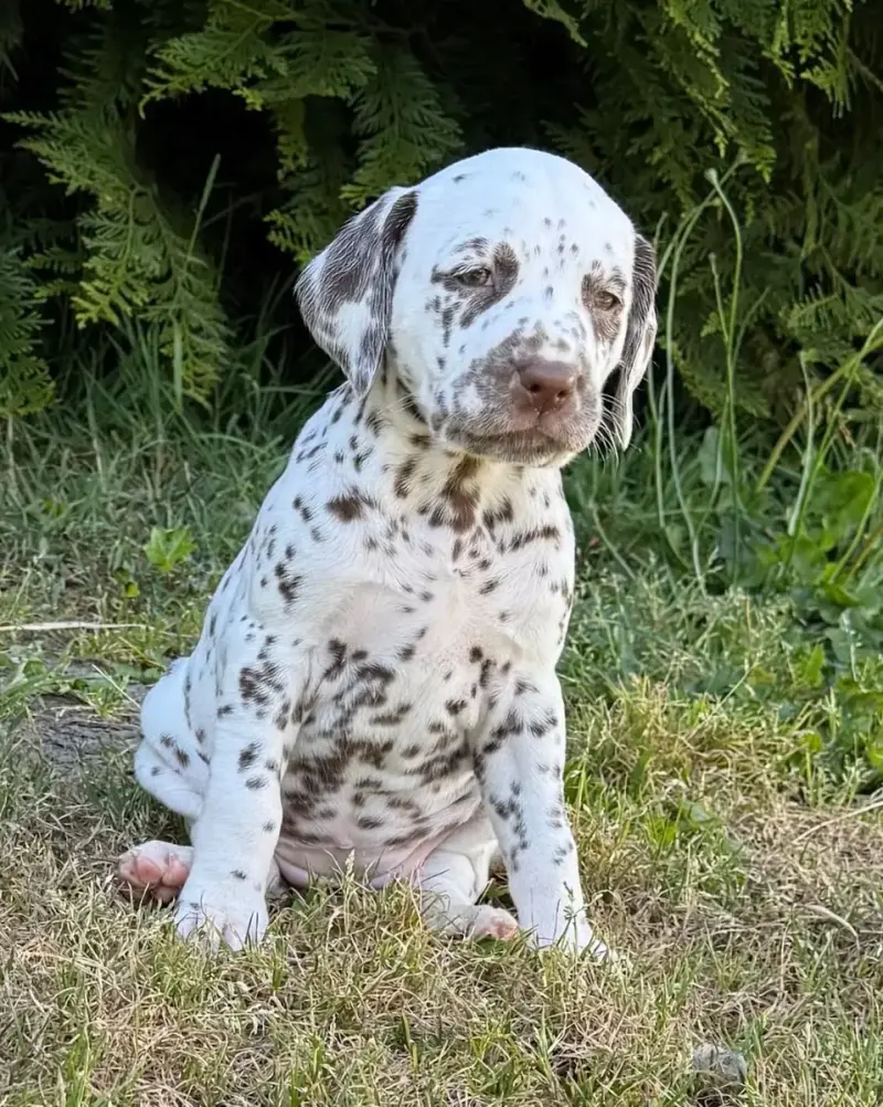 Dalmatien  Chiot 5