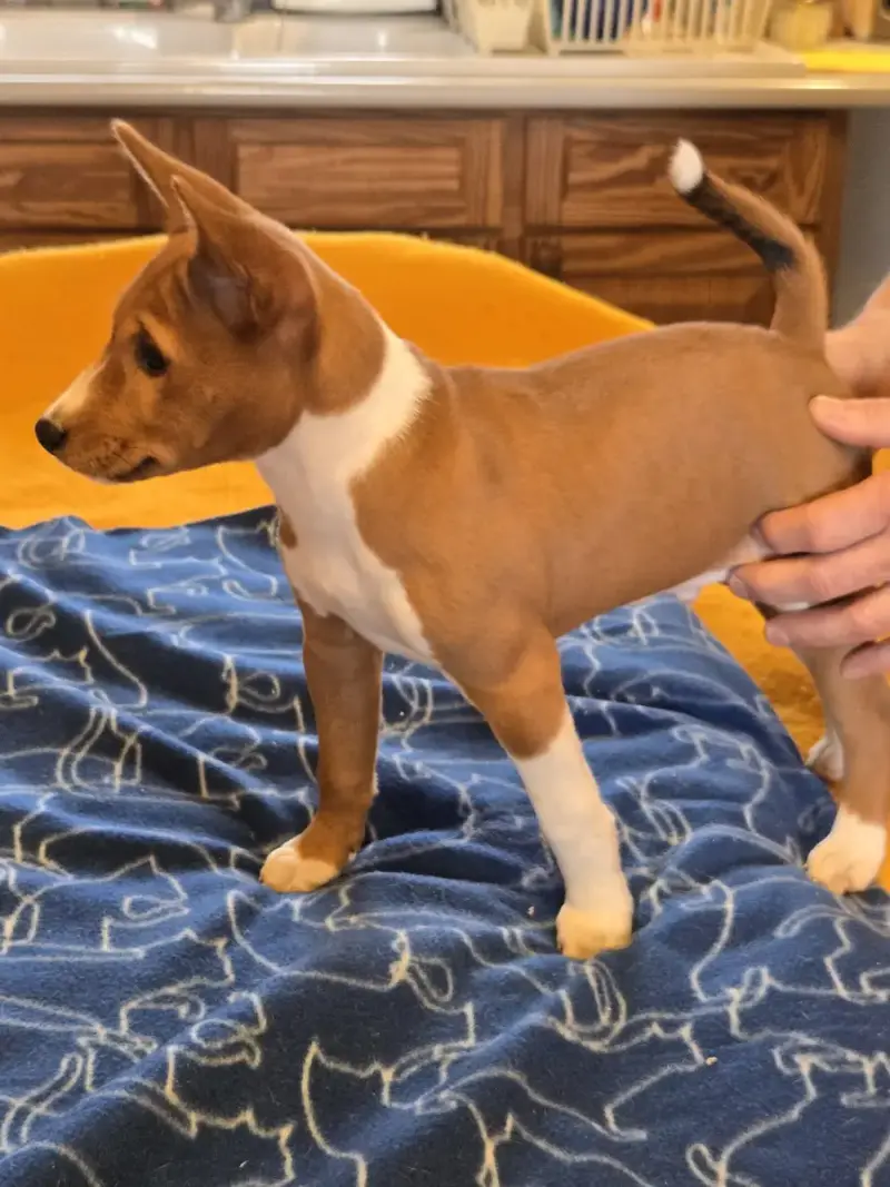 Basenji  Billybi Calykora M'Ry