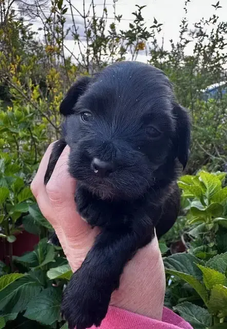 Bichon Havanais  Bagheera Del Rey Rakashi