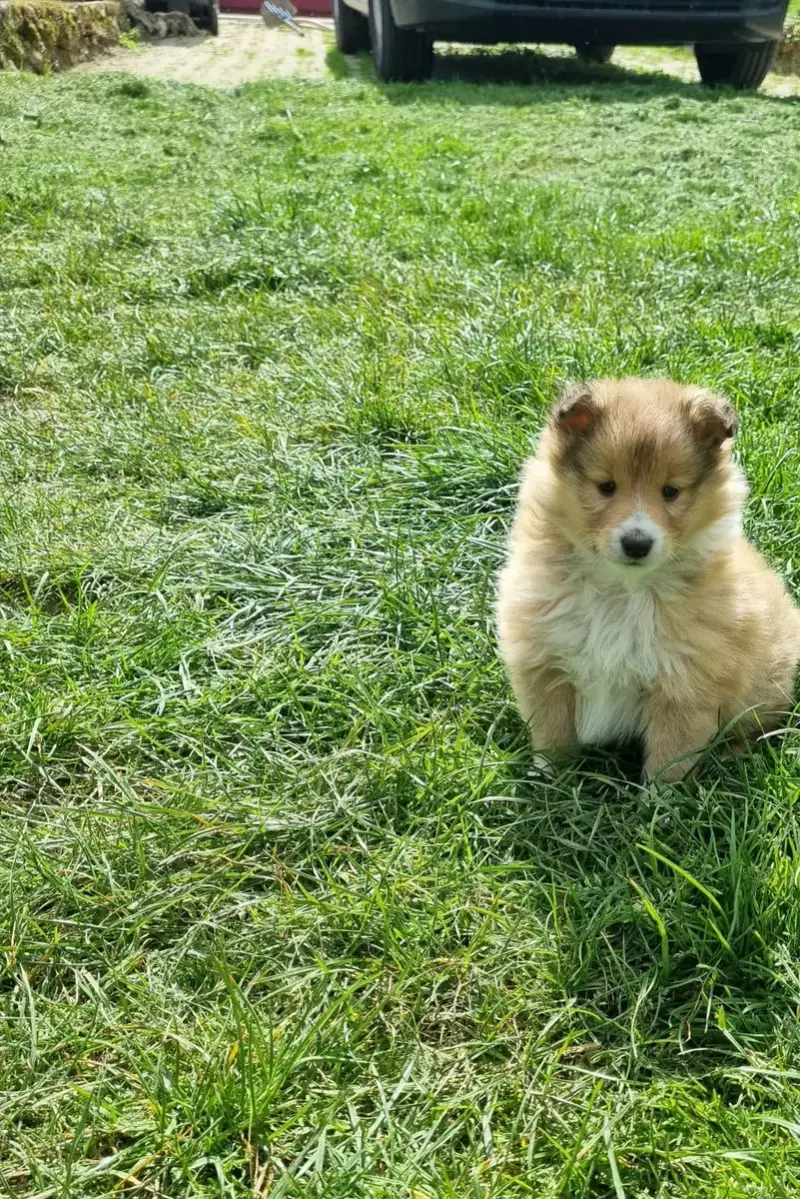 Shetland Sheepdog  Boudechou De La Vallée Des Noyeres 33e96