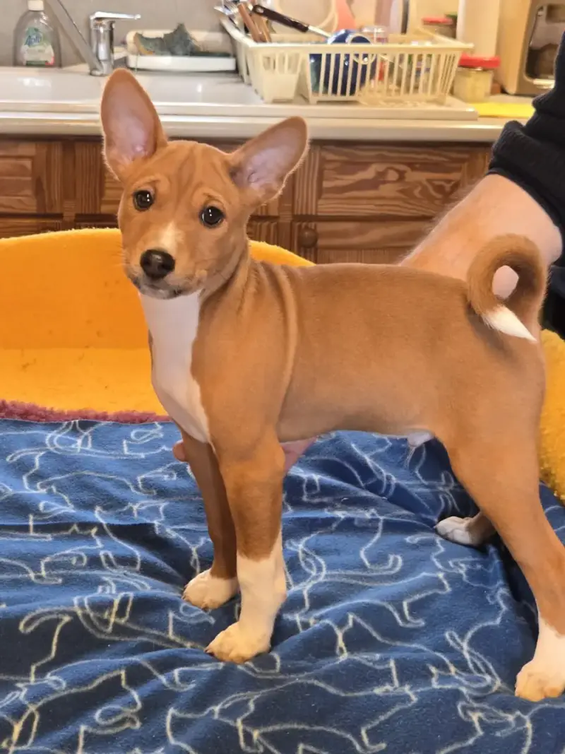 Basenji  Bishop Calykora M'Ry