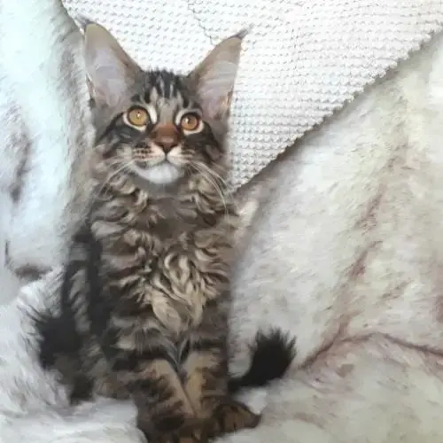 Anabel Chaton