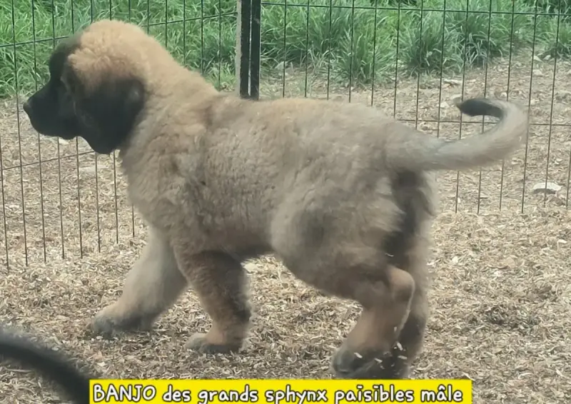 Leonberger  Chiot N°2 Grands Sphynx Paisibles