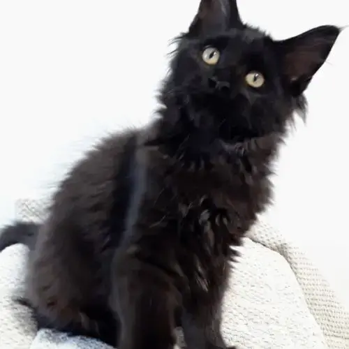 Chaton De Race Maine Coon Avec Pedigree