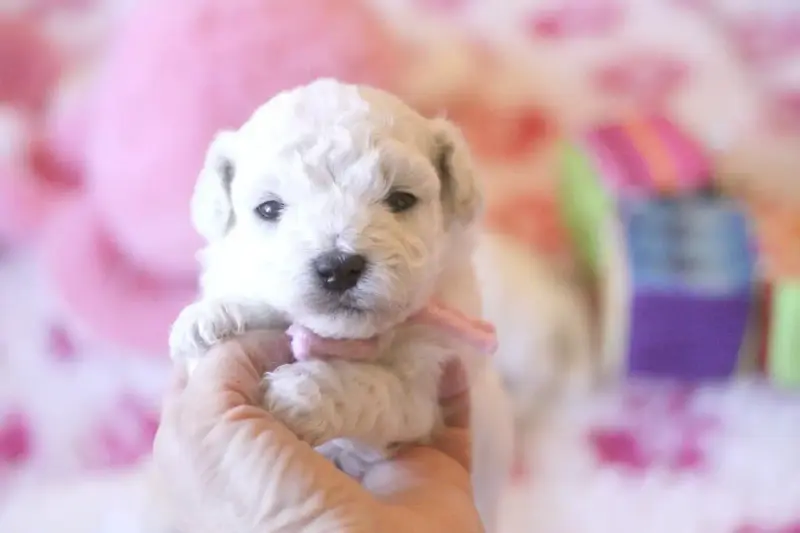 Bichon Frise  Blanche De La Felhotte