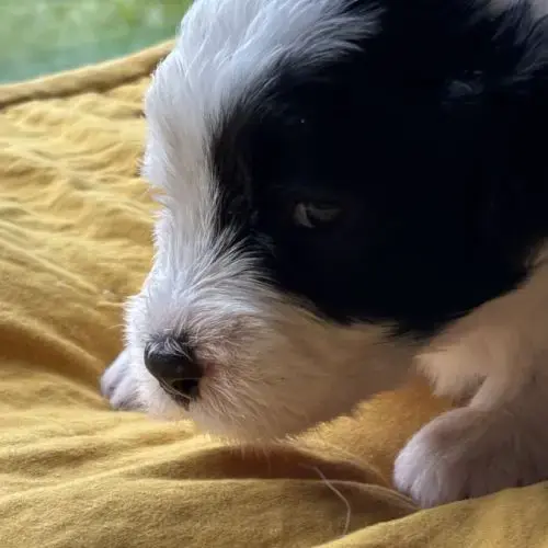 Chiot Bobtail À Vendre Inscrit Au Lof