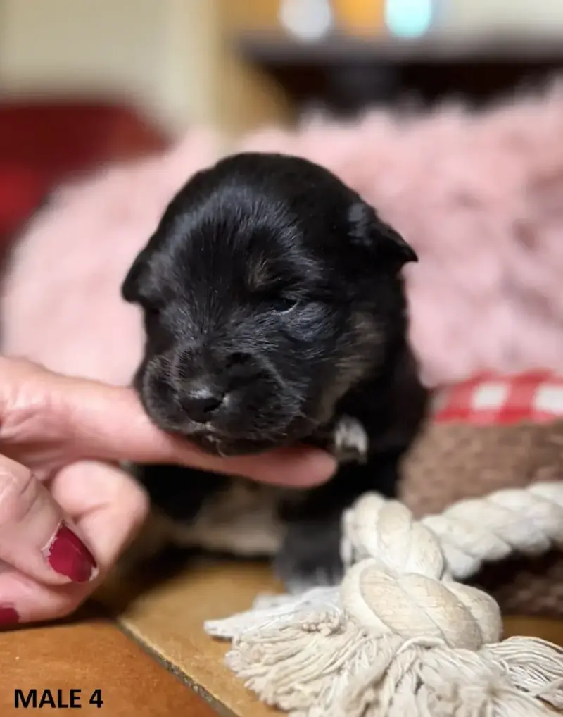 Chien Finnois De Laponie