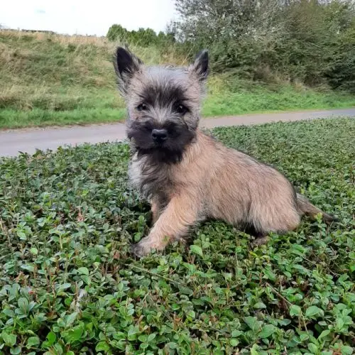 Super Bébés Cairn Terrier