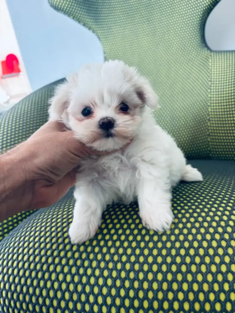 Bichon Maltais  Chiot N°1 Jet Set'S Blue Star