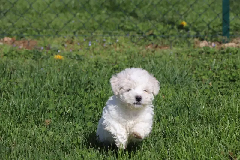 Bichon Frise  Chiot N°2 Du Royaume De Pandess