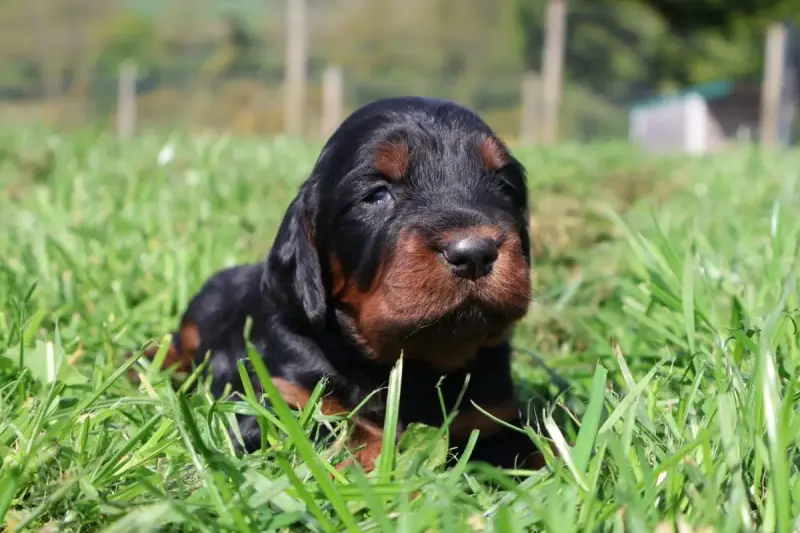 Setter Gordon  Madame Orange Pailleté Du Domaine De P 6589b