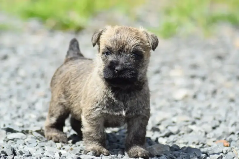 Cairn Terrier