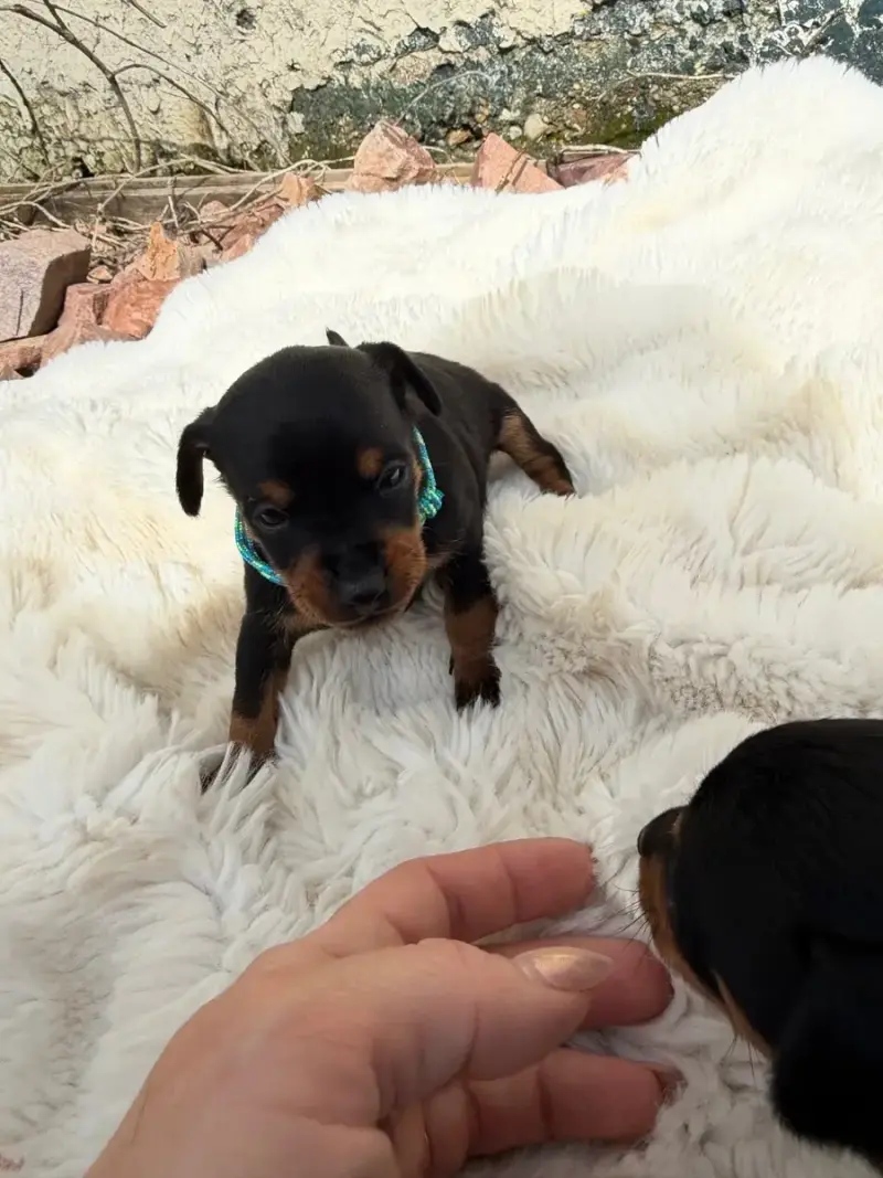 Pinscher Nain  Chiot N°1
