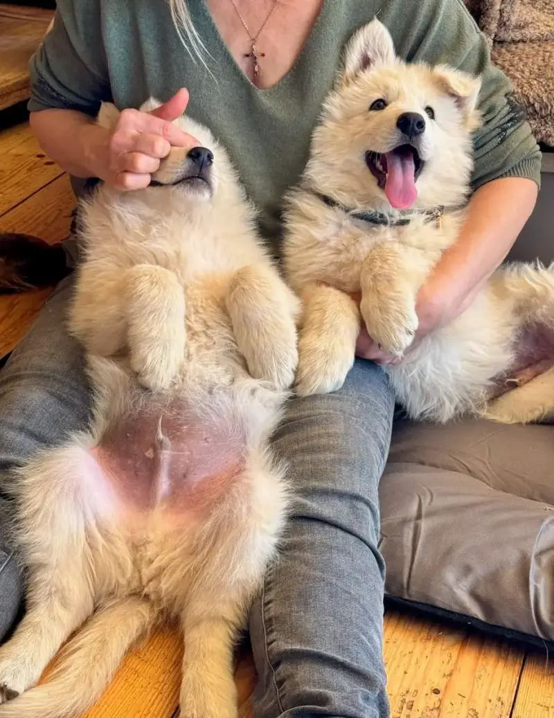 Berger Blanc Suisse