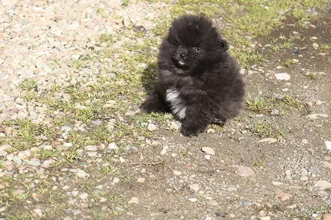 Spitz Allemand  Bagherra Des Dragons Maya
